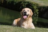 GOLDEN RETRIEVER 108